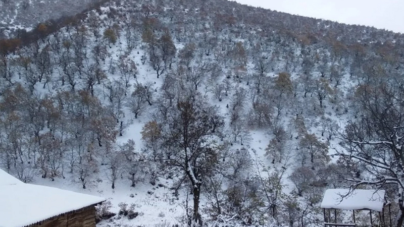 Zaqatalaya qar yağır - FAKTİKİ HAVA