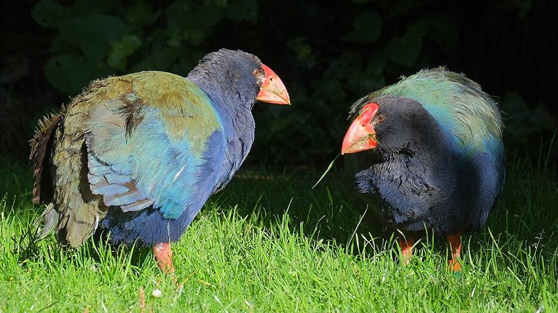 Əbədi olaraq itmiş hesab edilən quş geri döndü: Bu necə baş verdi?