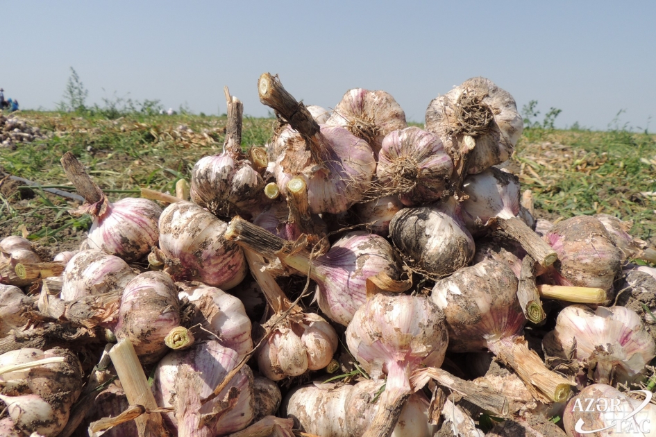 Azərbaycan daha iki ölkədən sarımsaq tədarük etməyə başladı