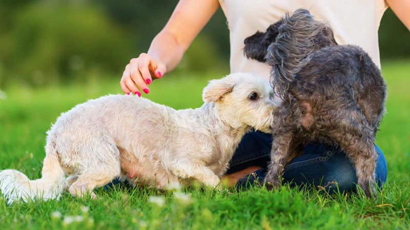 İtlər tanış olarkən niyə məhz bir-birinin quyruğun altını iyləyir? - Elm
