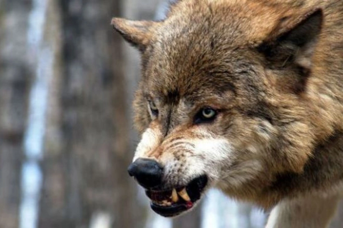 Kürdəmirdə canavarlar kəndə hücumu etdi (FOTO)