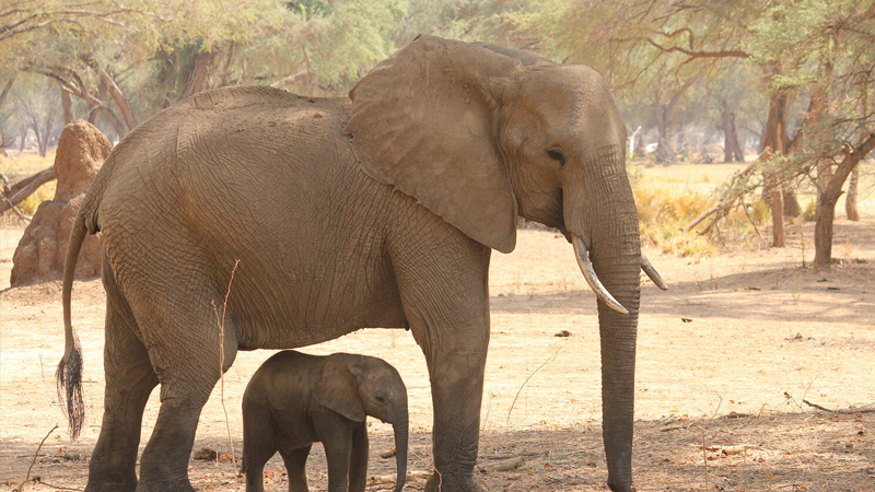 Duz Yer kürəsində ən böyük heyvanlarının populyasiyasını məhdudlaşdırır