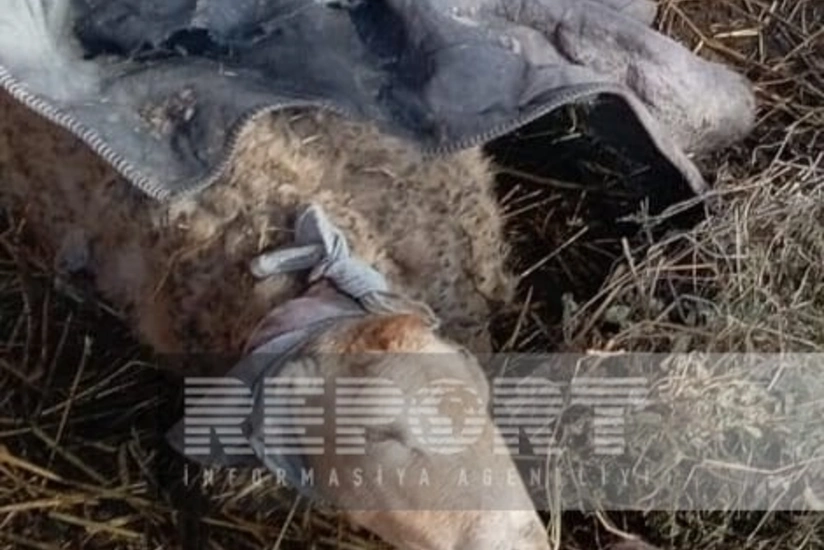 Kürdəmirdə canavarlar kəndə hücumu etdi (FOTO)