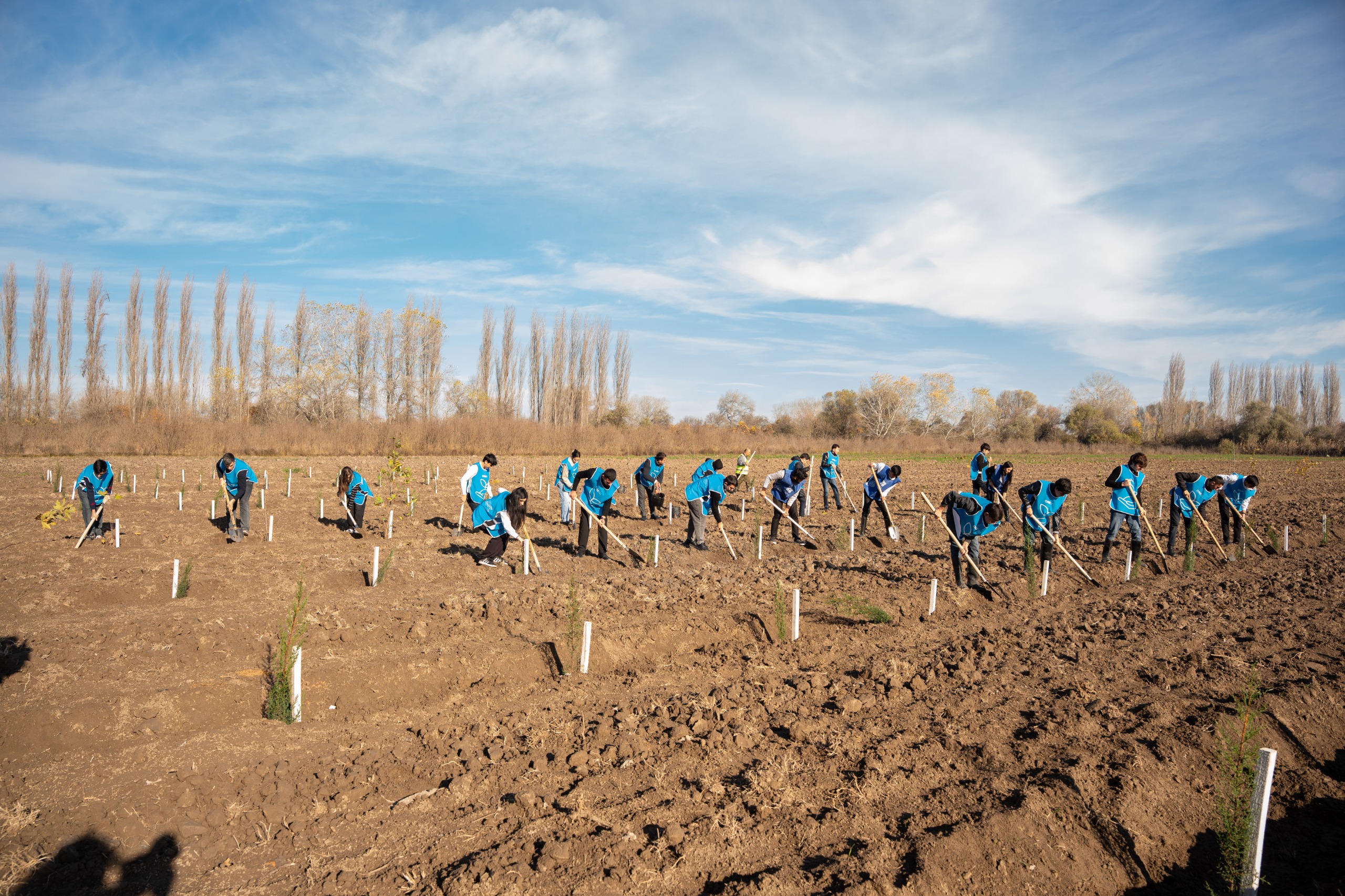 IDEA Sabirabad və Cəlilabad rayonlarında kütləvi ağacəkmə aksiyaları təşkil etdi (FOTO)