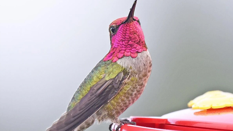 Vəhşi quşlar sürətlə mutasiyaya uğrayır və şəhərləri koloniyalaşdırır