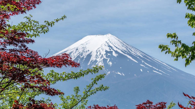Ağacların qəribə davranışı alimlərə vulkanları izləməyə kömək edə bilər