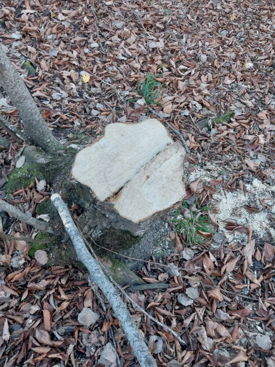 İsmayıllı meşələrində ağac kəsintisi ilə bağlı yeni görüntülər - Araşdırmalar davam edir