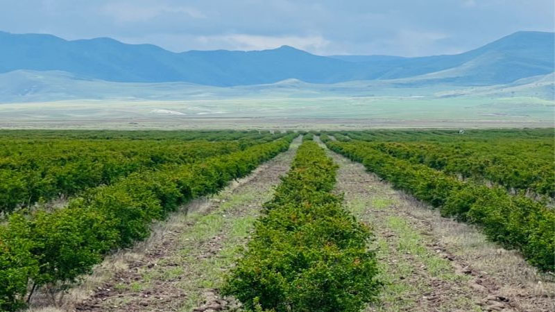 Şirkət rəhbəri vətəndaşın torpağını zəbt edib? – Oğuzda torpaq qalmaqalı