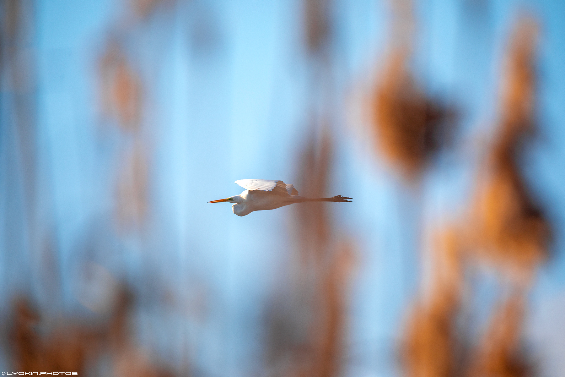 Şirvan Milli Parkından maraqlı görüntülər (FOTO)