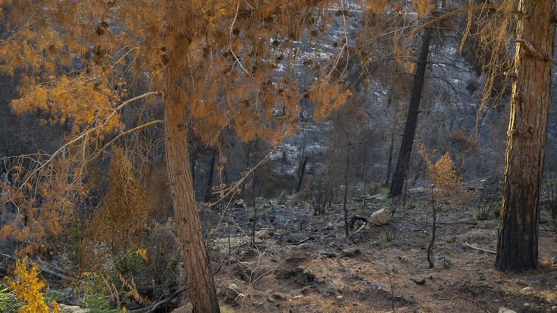 Milyonlarla il əvvəl bitkilər karbonu udmaq qabiliyyətini itirib: Bu yenidən təkrarlana bilər?