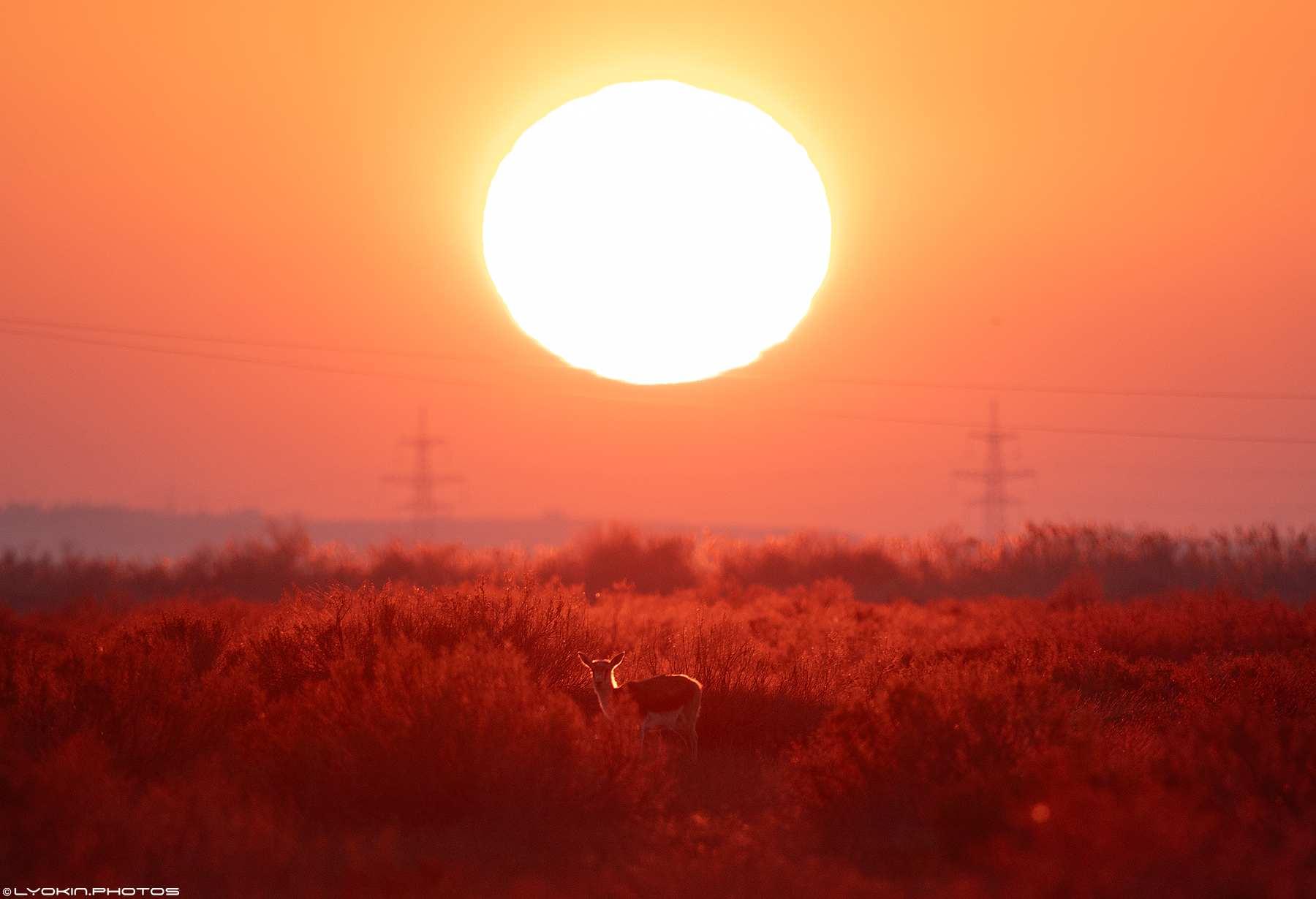 Şirvan Milli Parkından maraqlı görüntülər (FOTO)