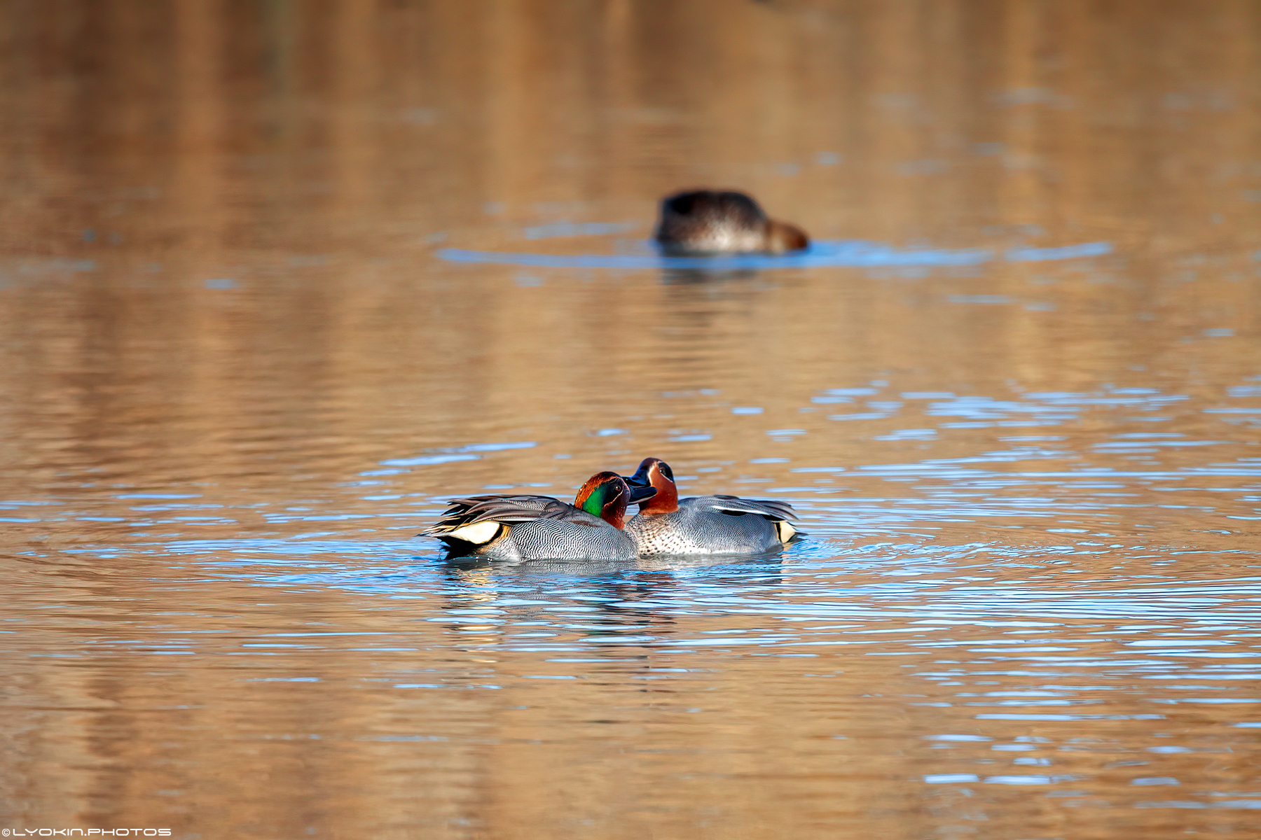 Şirvan Milli Parkından maraqlı görüntülər (FOTO)