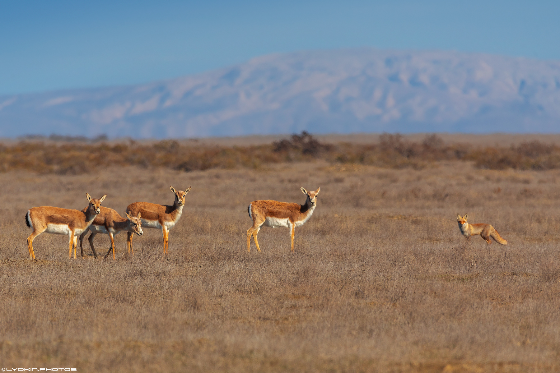 Şirvan Milli Parkından maraqlı görüntülər (FOTO)