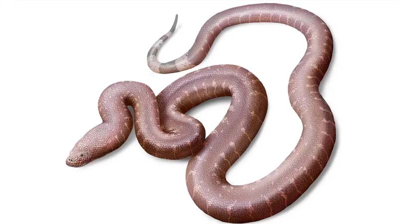 Muzey şkafında 37 milyon illik sirr