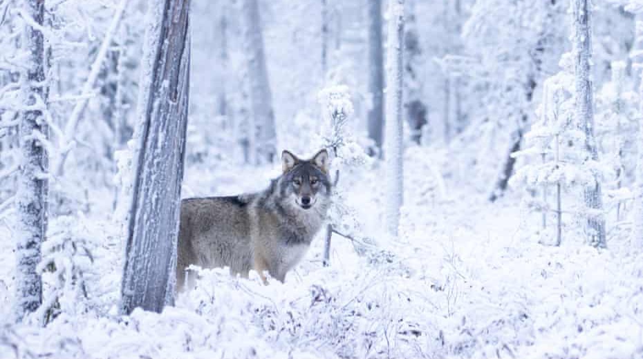 Fin fermerlər Rusiyadan gələn canavarlardan şikayət edir