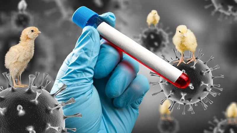 Azərbaycanda quş qripinə yoluxma halı aşkarlanıb? - Rəsmi açıqlama