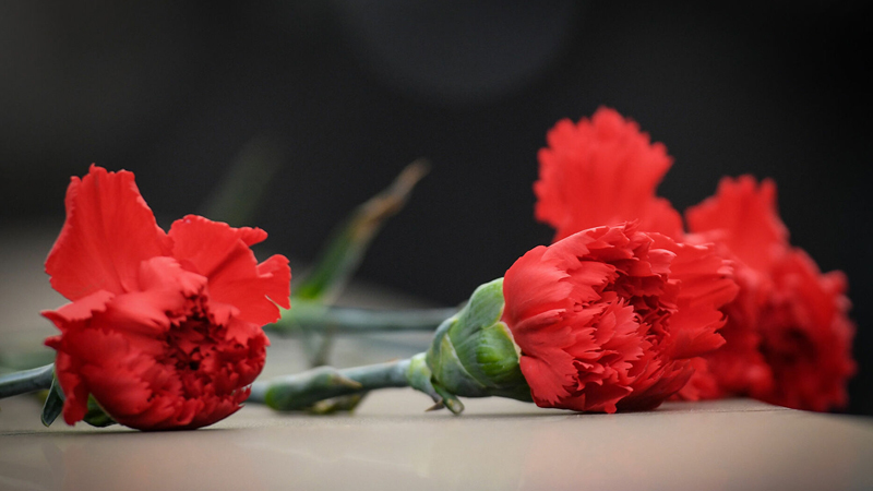 Bütün SSRİ-ni gülə qərq edən Maştağadan Efiopiya qərənfilinə: Niyə əkilmir?