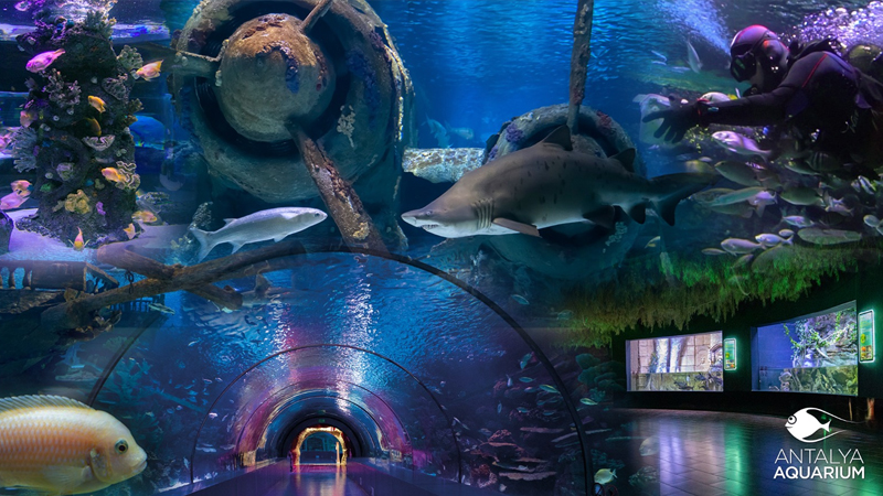 Antalyanın tematik parkları bu qış və yazda da qonaqlarını gözləyir (FOTO)