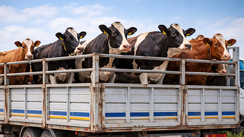 Azərbaycanda bu ölkədən 714 baş inək alıb - Biri  8658 manata