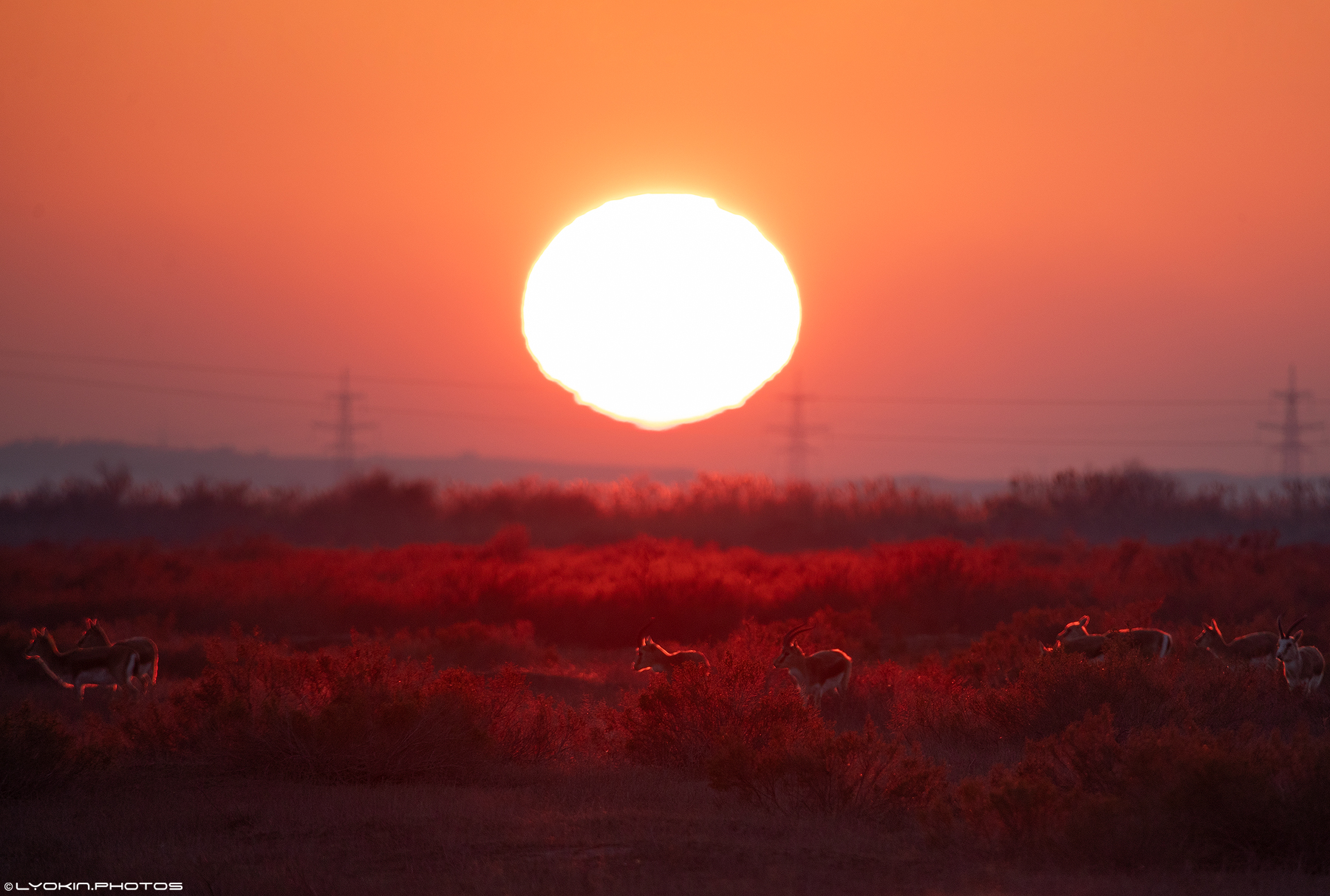 Şirvan Milli Parkından maraqlı görüntülər (FOTO)