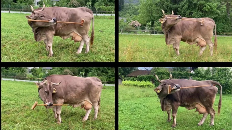 Avstriyadakı bir fermada alətlərdən istifadə edə bilən qeyri-adi ağıllı inək yaşayır (VİDEO)