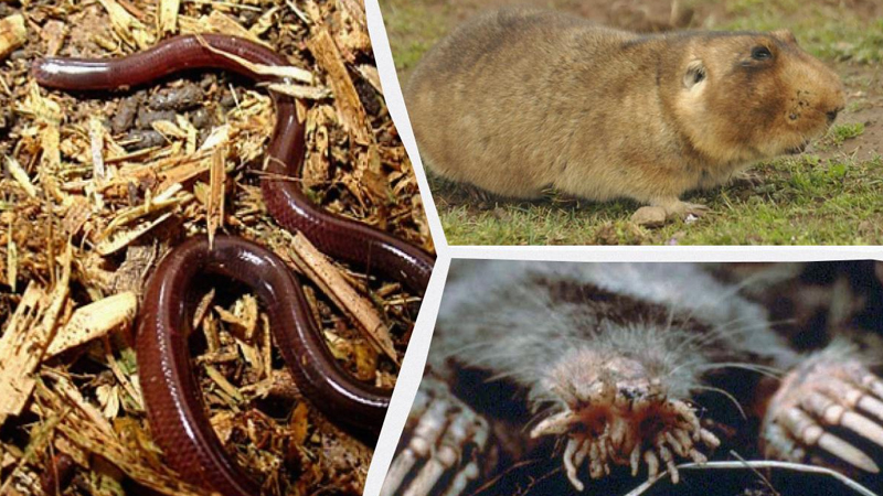 Gözsüz, amma mükəmməl hissiyyat: Tam qaranlıqda yaşayan 11 heyrətamiz heyvan