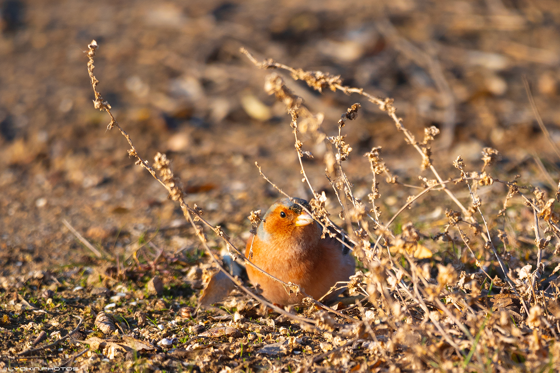 Şirvan Milli Parkından maraqlı görüntülər (FOTO)