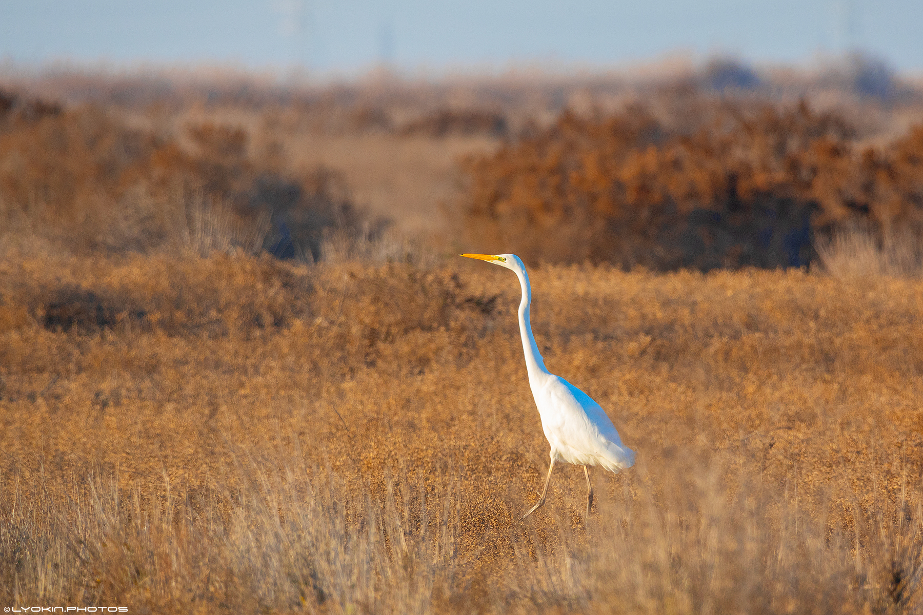 Şirvan Milli Parkından maraqlı görüntülər (FOTO)