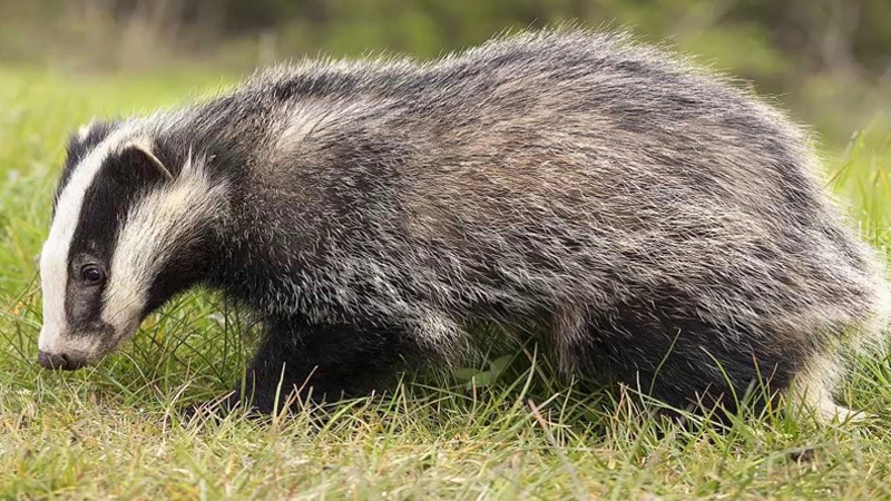 Porsuğu taxta parçası ilə öldürdü - Cərimə edildi