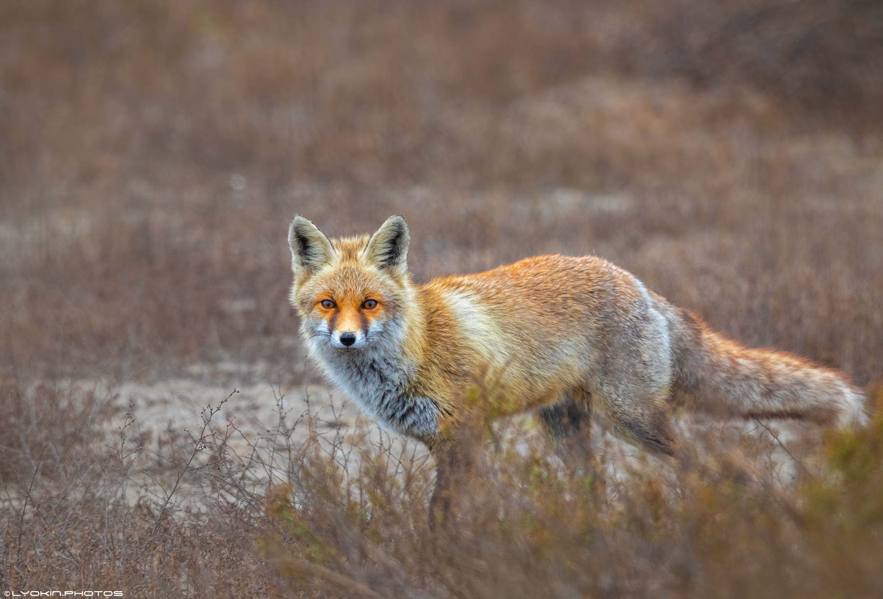 Şirvan Milli Parkından maraqlı görüntülər (FOTO)