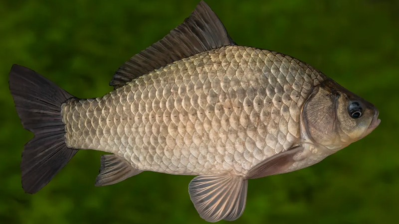 Bu balıq bir neçə ay oksigensiz yaşaya bilər: Bunu necə edir?