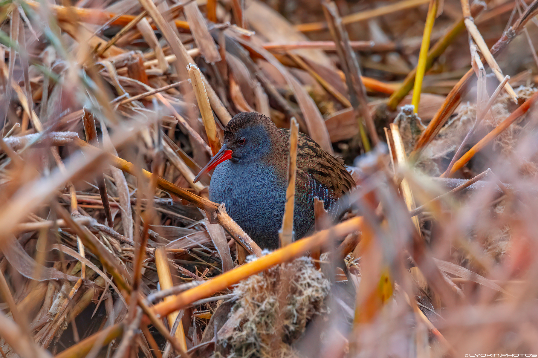 Şirvan Milli Parkından maraqlı görüntülər (FOTO)