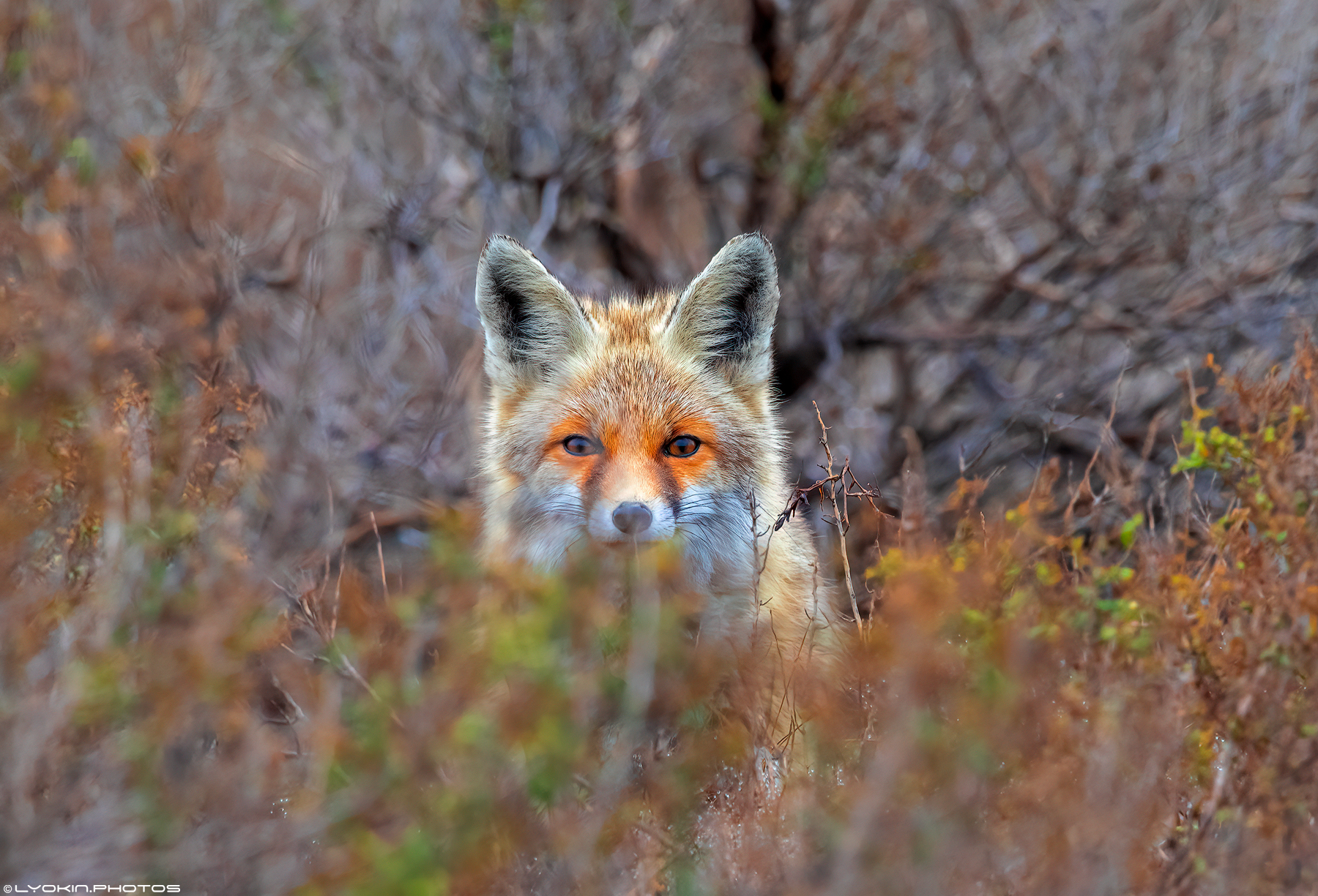 Şirvan Milli Parkından maraqlı görüntülər (FOTO)