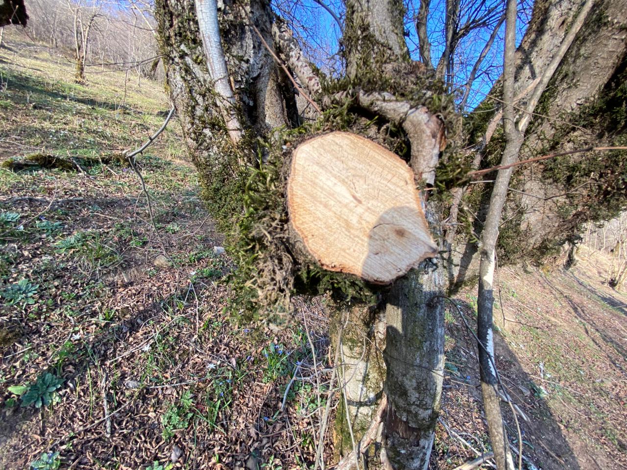 Qəbələdə meşə fondu torpağında qanunsuz tikinti aşkarlandı, tədbir görüldü (FOTO)
