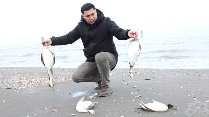 Xəzərin sahillərində minlərlə batağan quşu tələf olub (FOTOLAR)