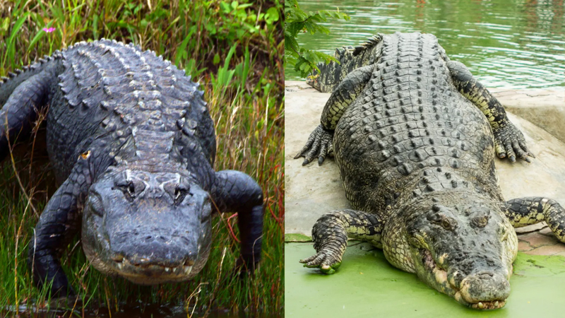 Timsah və alliqator: Bu iki qorxunc yırtıcı arasında fərq nədir?