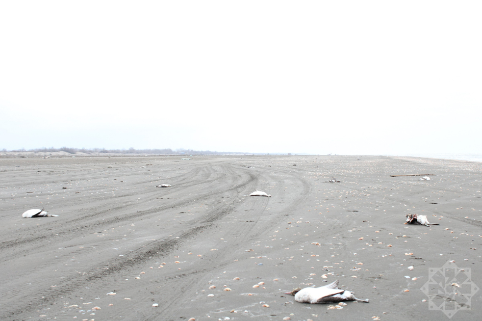 Xəzərin sahillərində minlərlə batağan quşu tələf olub (FOTOLAR)