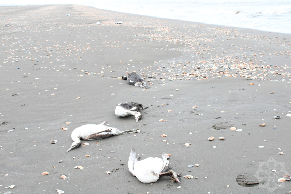 Xəzərin sahillərində minlərlə batağan quşu tələf olub (FOTOLAR)