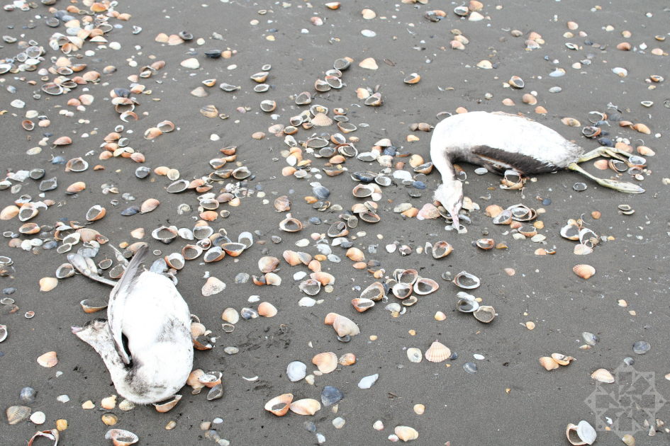Xəzərin sahillərində minlərlə batağan quşu tələf olub (FOTOLAR)
