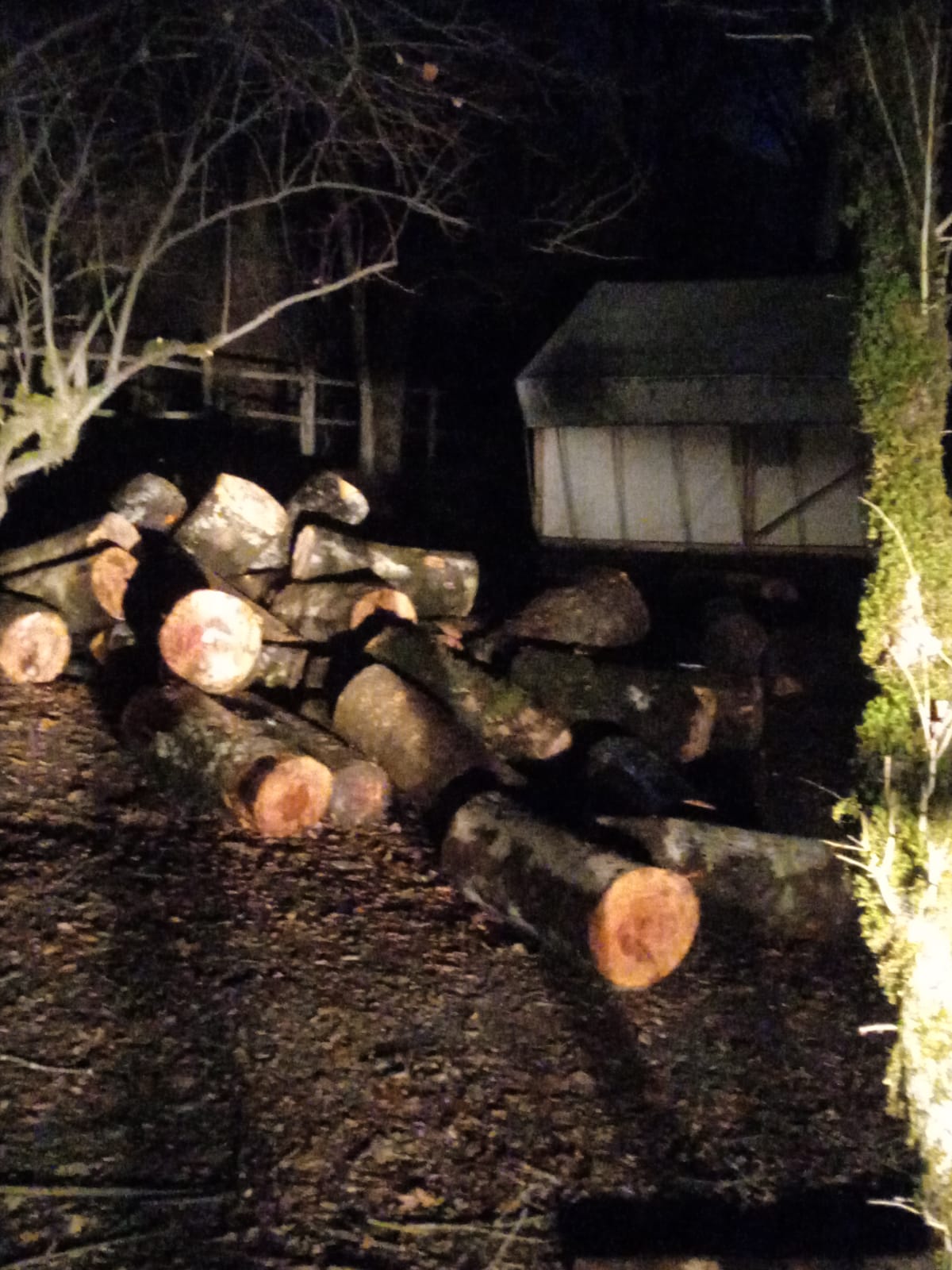 İsmayıllı meşələrində