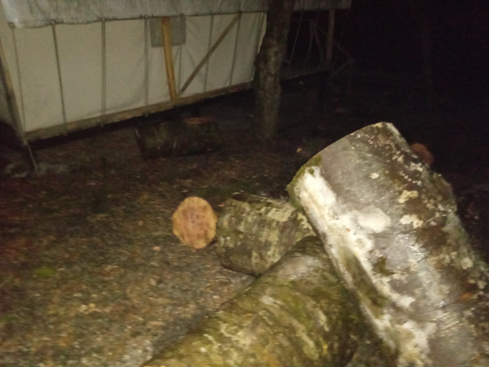 İsmayıllı meşələrində