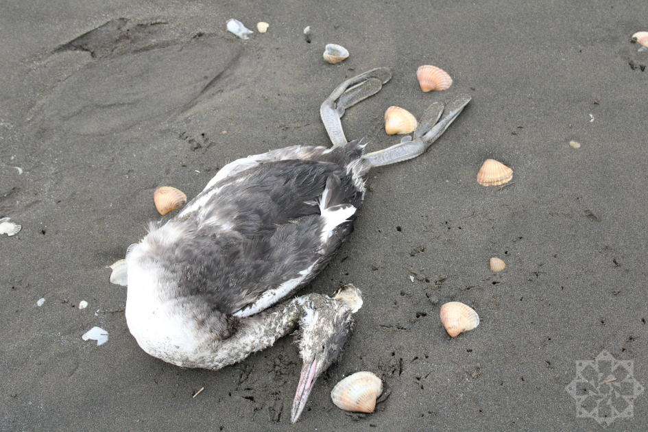 Xəzərin sahillərində minlərlə batağan quşu tələf olub (FOTOLAR)