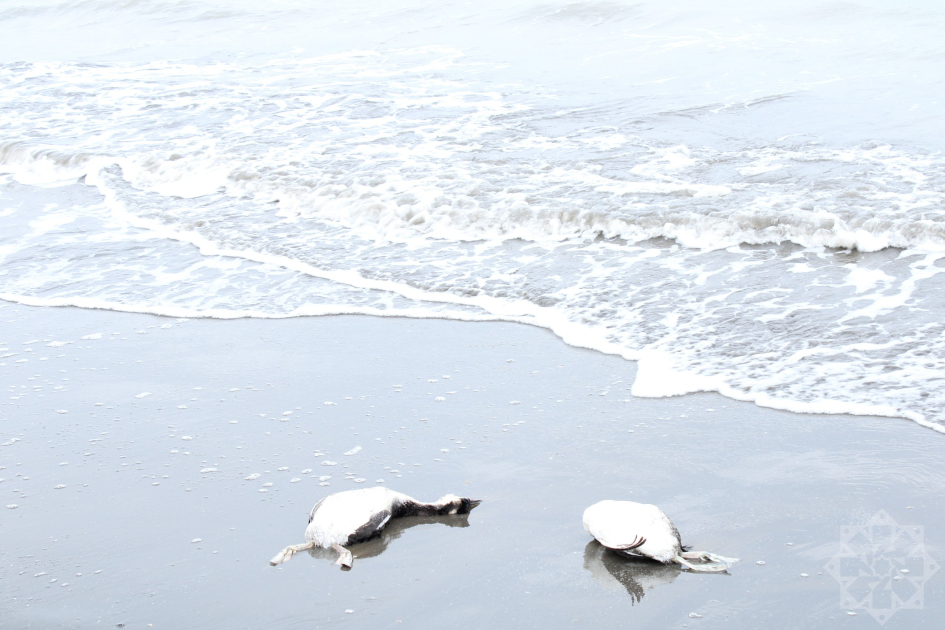 Xəzərin sahillərində minlərlə batağan quşu tələf olub (FOTOLAR)