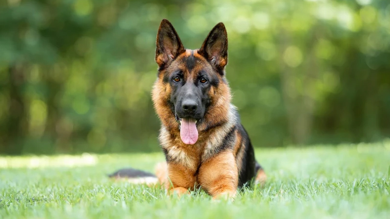 Kartellərin qorxulu yuxusu: Bir itin başına niyə mükafat qoyulur?