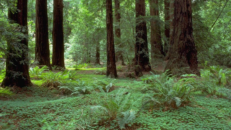 Böyükdən də böyük: Dünyanın ən hündür ağacları