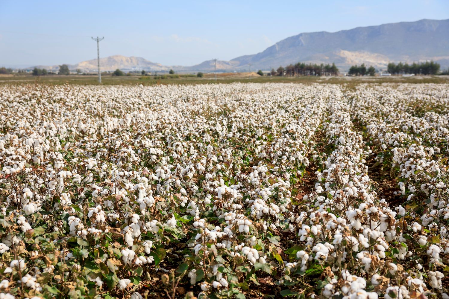 Trendyolmilla ilkə imza atıb: Regenerativ pambıqdan cins kolleksiyası