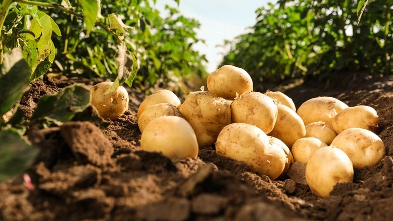 Azərbaycanda toxumluq kartof kəskin bahalaşıb: Səbəb nədir?