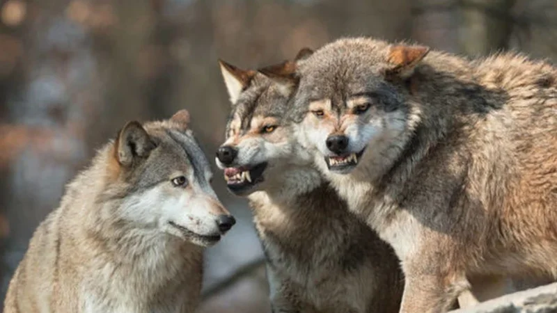 Azərbaycanda canavarlar bu kəndlərə hücum edib (VİDEO)