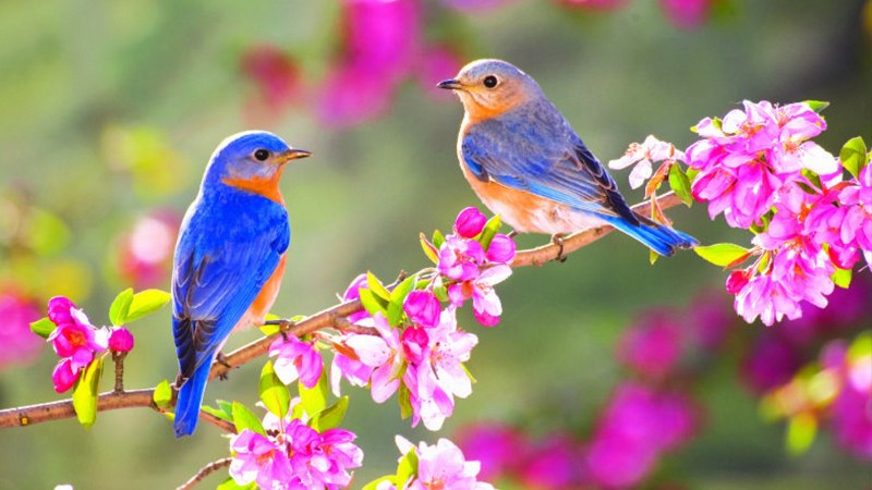 Yaz fəsli Azərbaycana nə vaxt daxil olacaq?