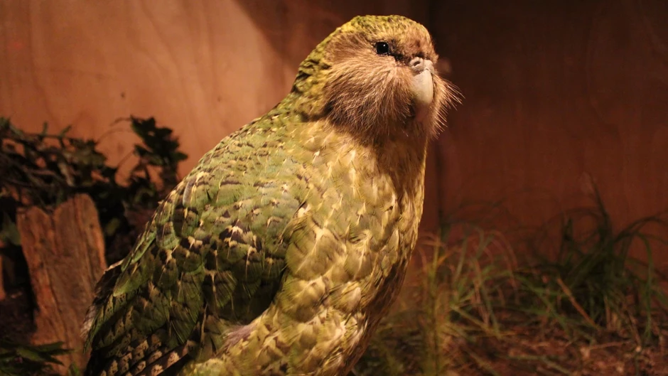 Bu mağara itmiş bir dünyanı ortaya çıxardı